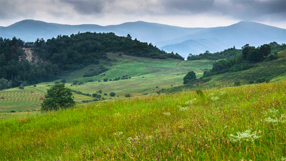 Dealurile Chihlimbarului