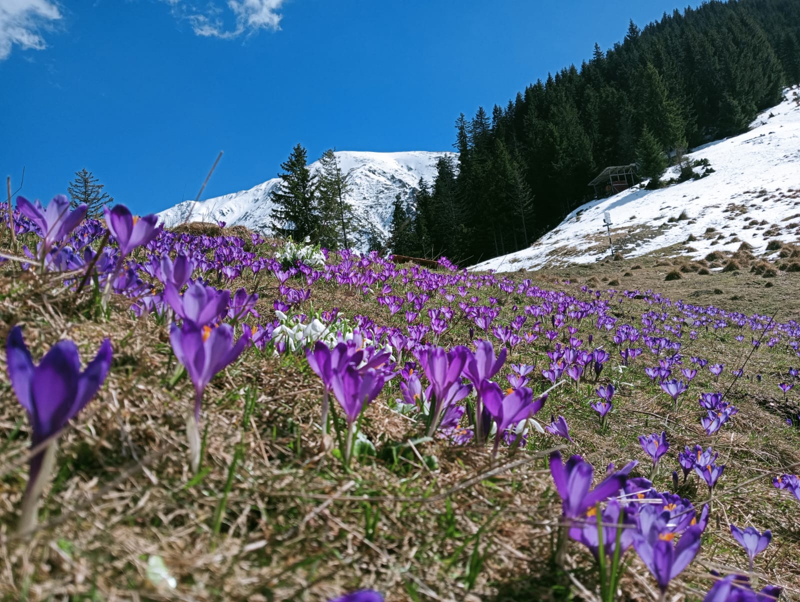 În căutarea brândușelor la Cabana Suru