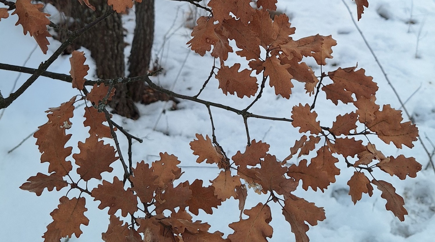 Circuit Galeș – Poiana Soarelui – Schitul Foltea - Galeș